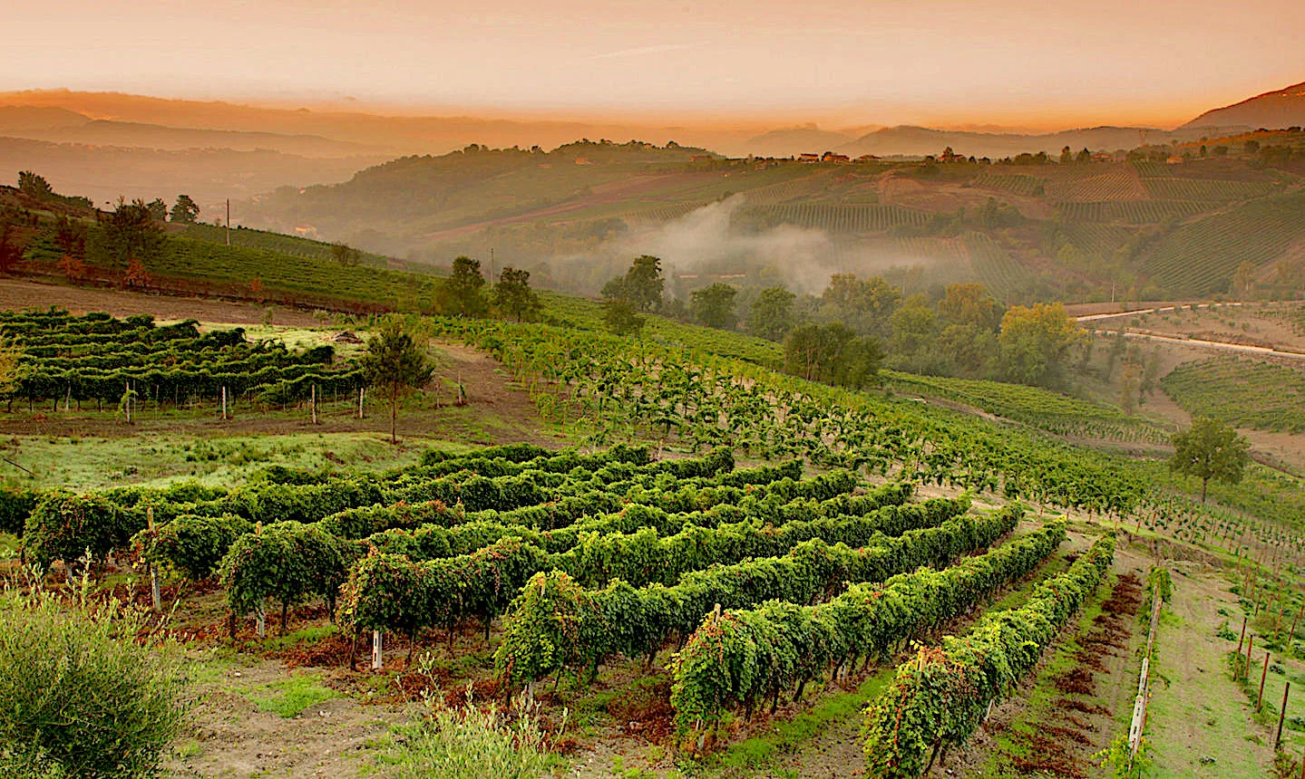 vigneti per la produzione del Taurasi