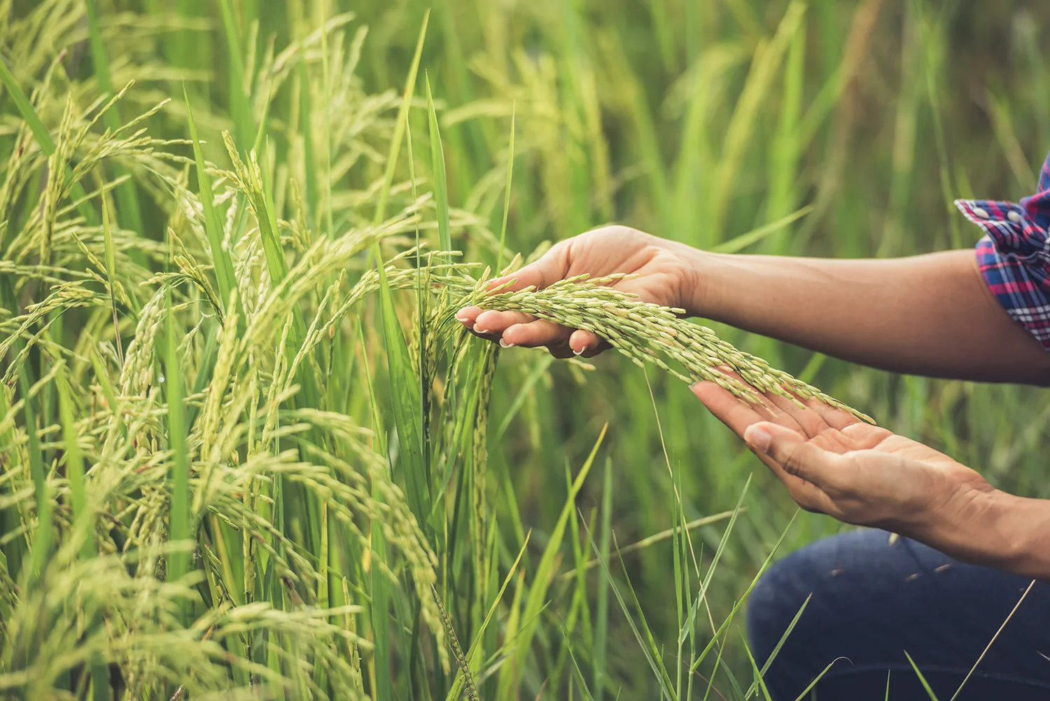 Pechino e Roma stringono l’accordo: sì all’esportazione del riso italiano in Cina