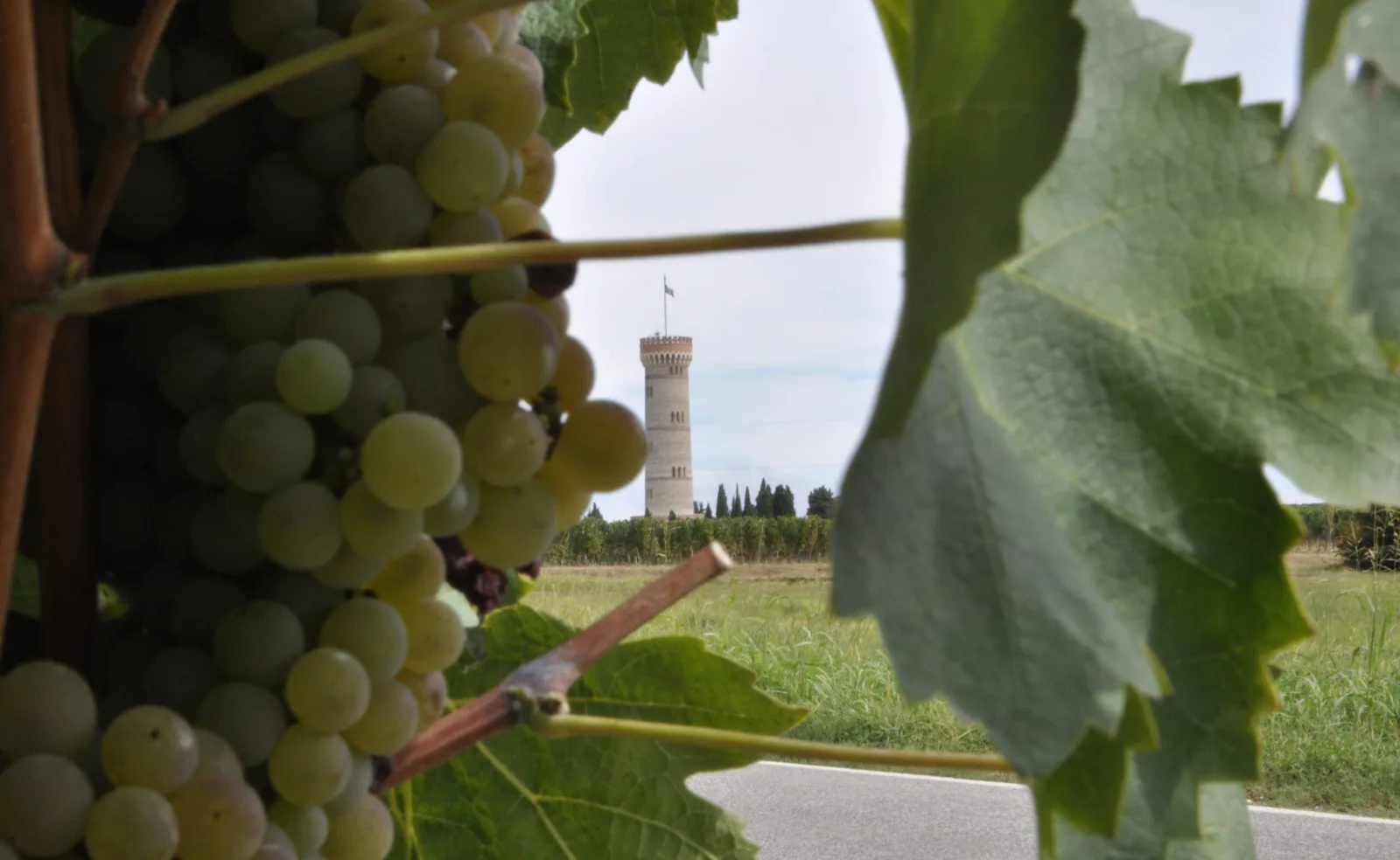 Garda: nuovi progetti per la Doc San Martino della Battaglia