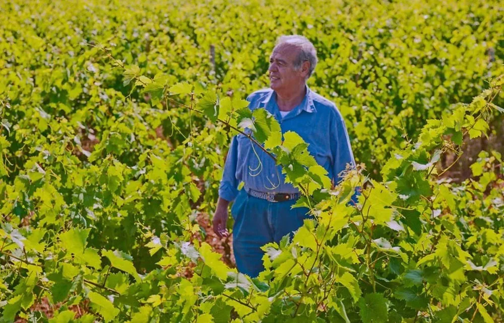 Antico Palmento, l'eccellenza del Primitivo in Manduria