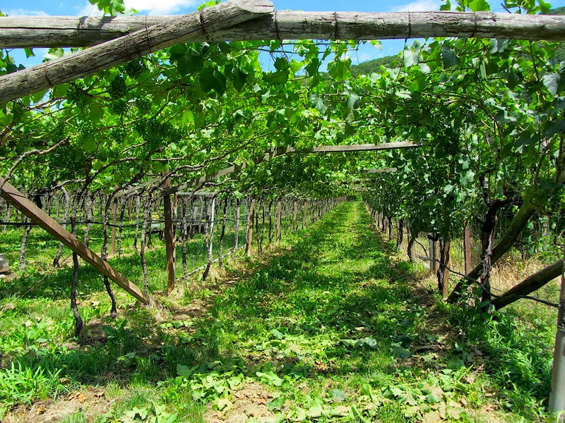 pergola-abruzzese---foto-n.-14