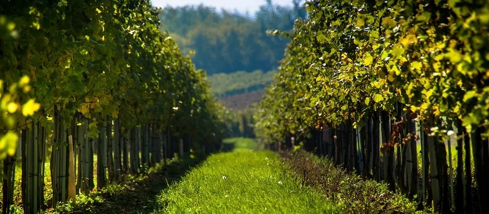 Chiaretto di Bardolino: Nasce una nuova DOC