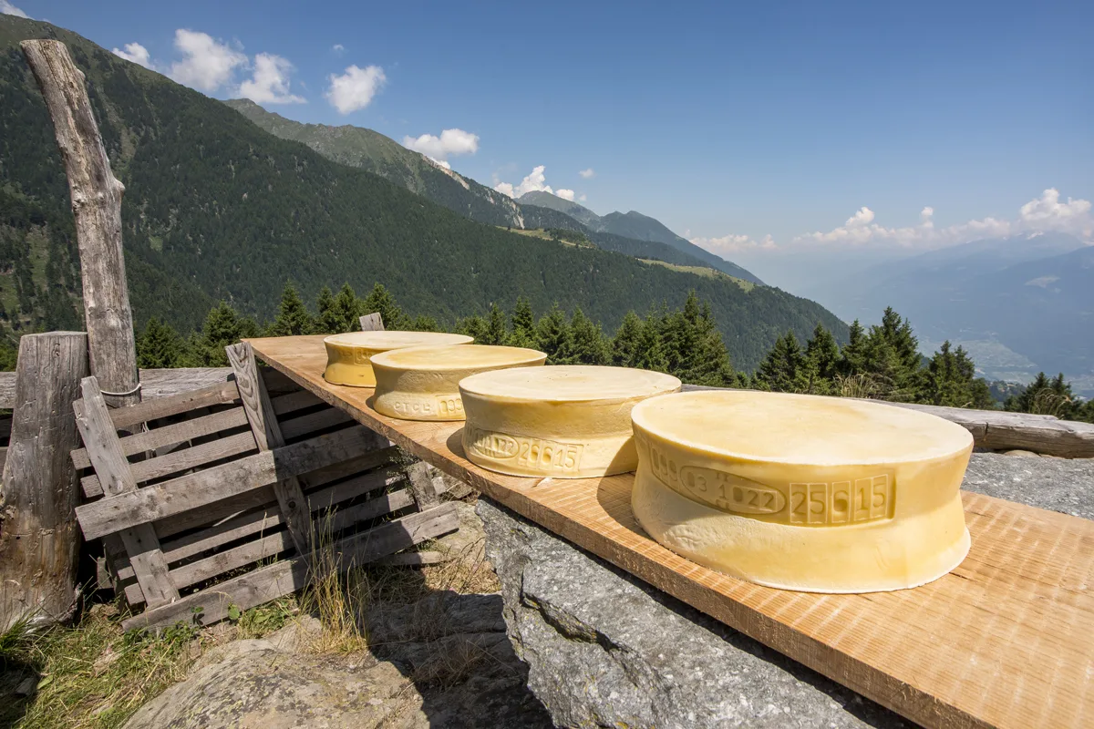 Aperitivo in quota con i formaggi dop Valtellina casera e bitto (Sondrio, 11 luglio 2023)