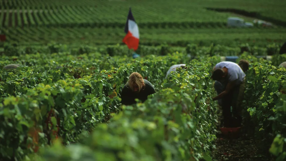 Champagne: prime decisioni per la vendemmia 2016