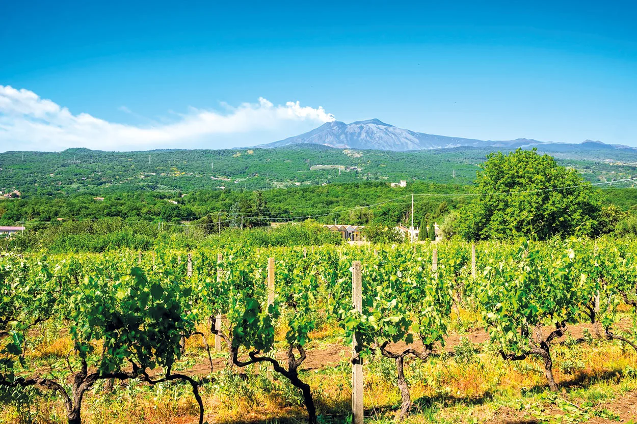I vini vulcanici: l’anima del fuoco nel calice