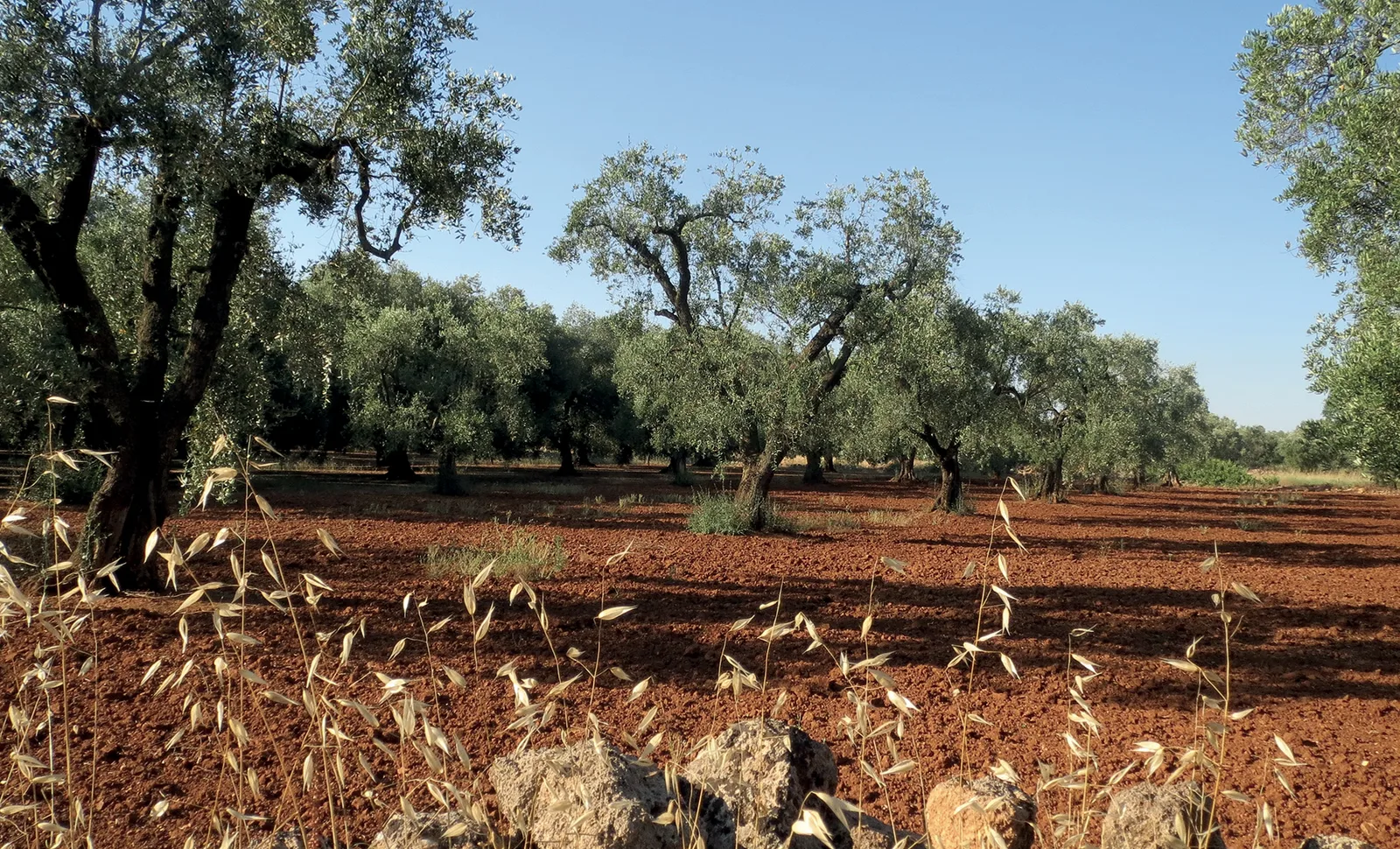 Olio Extravergine di Oliva: l’oro della Puglia