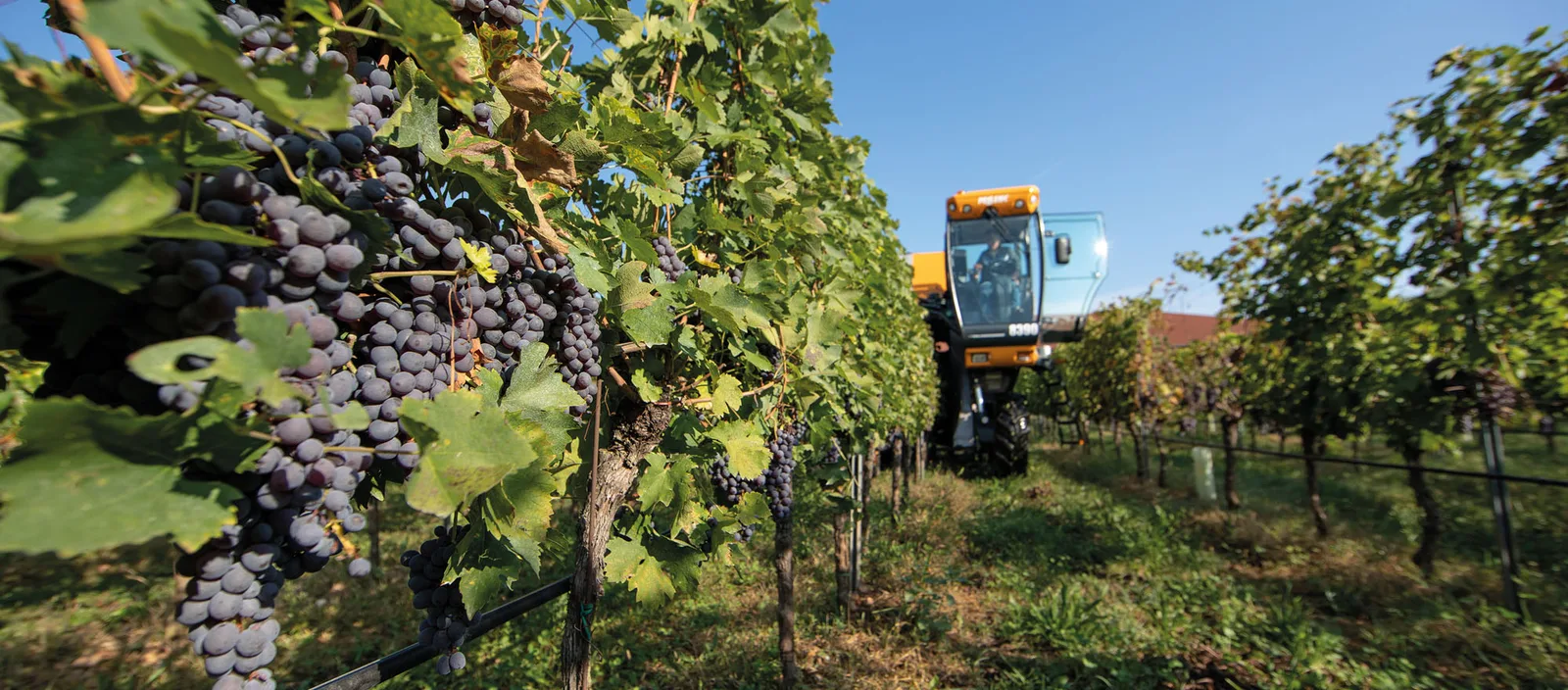 Nuove Cru Bardolino