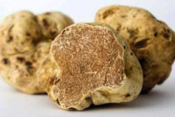 Tartufo bianco: la mostra mercato (gli ultimi tre weekend di novembre)