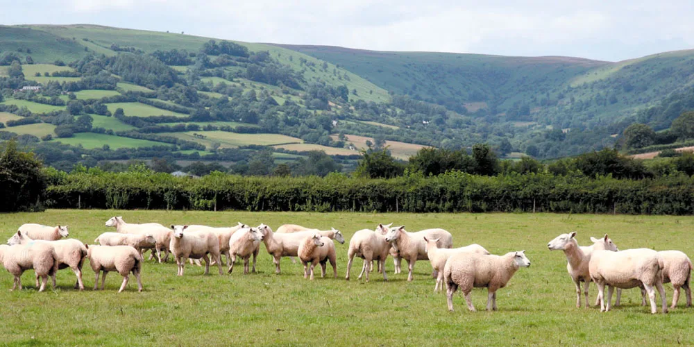 Un agnello per tutte le stagioni