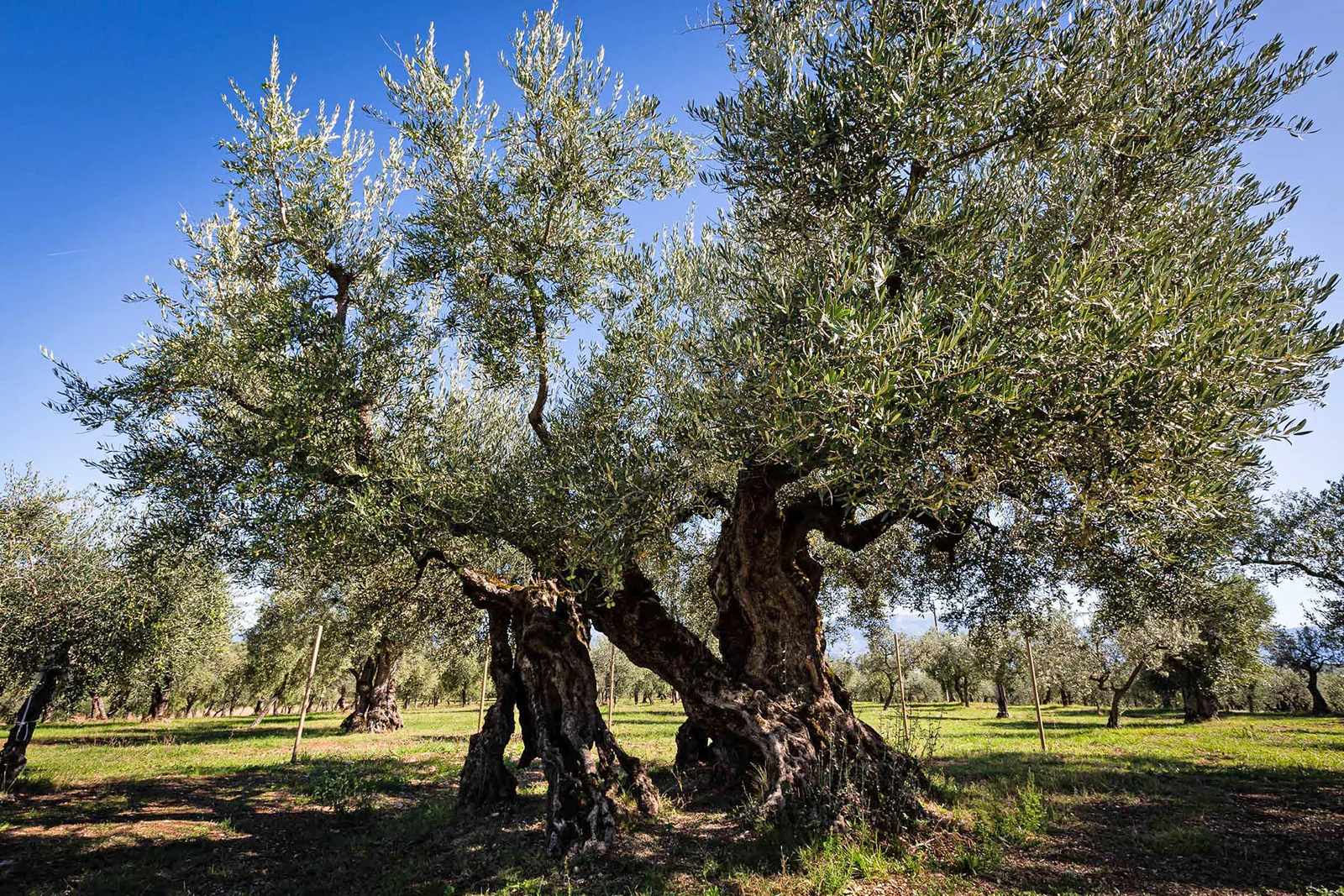 In Umbria la XXII edizione di Frantoi Aperti