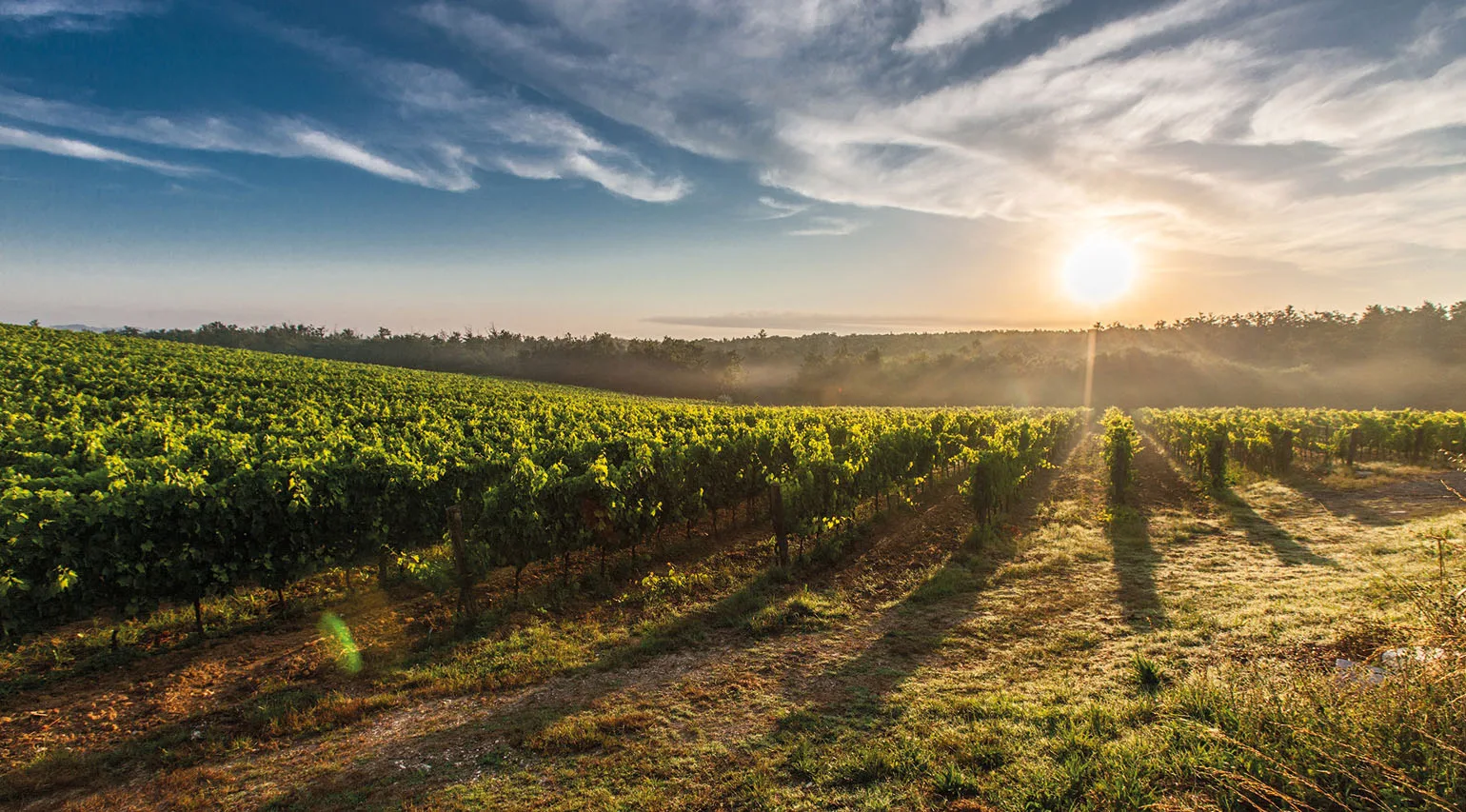 LA MINERALITÀ NEL VINO È UNA PERCEZIONE TATTILE