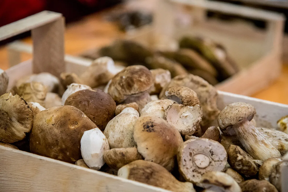 Dal 30 settembre al 2 ottobre si terrà la Fiera Nazionale del Fungo Porcino di Albareto