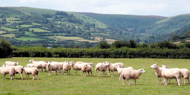 agnello-prev.jpg Un agnello per tutte le stagioni