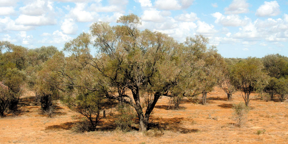 Il gusto italiano dellâ€™Australia