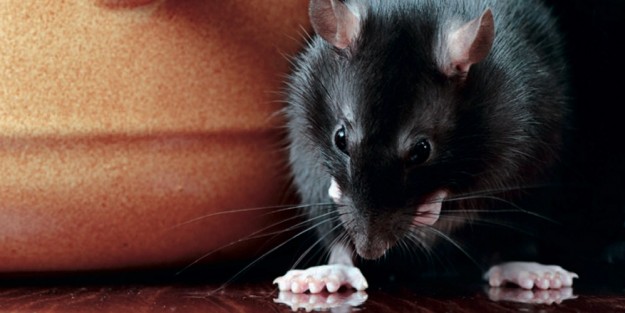 Scandaloso! Roma e haccp: la veritÃ 