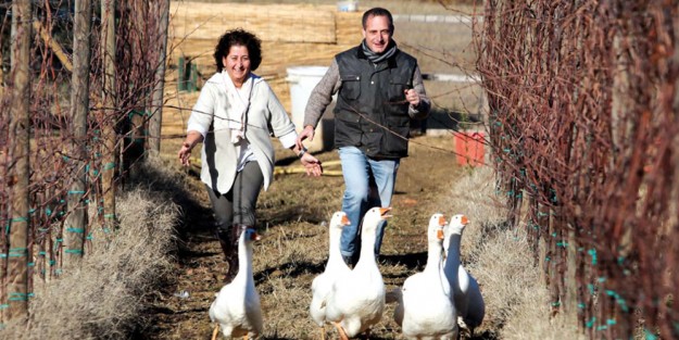 Viticoltura ad impatto zero