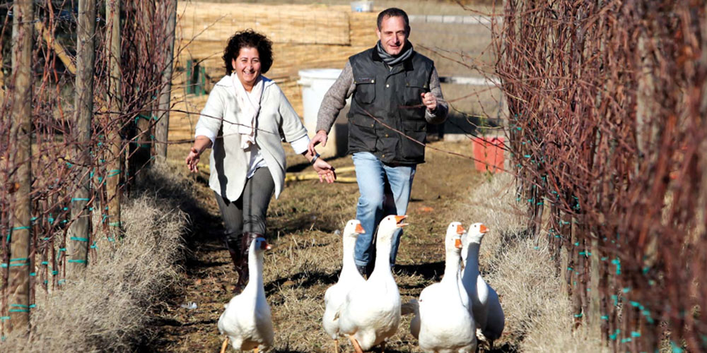 Viticoltura ad impatto zero