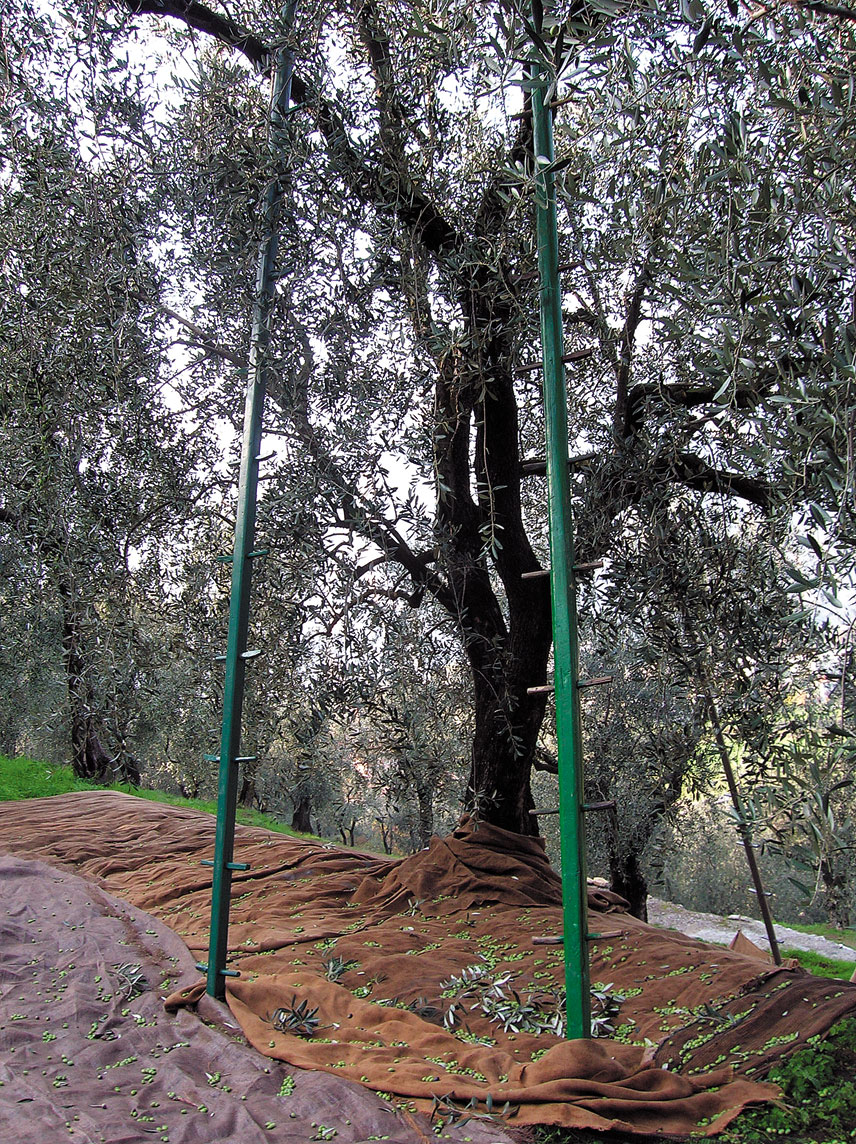  Lâ€™olio