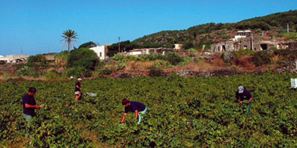 Pantelleria per un nuovo rinascimento