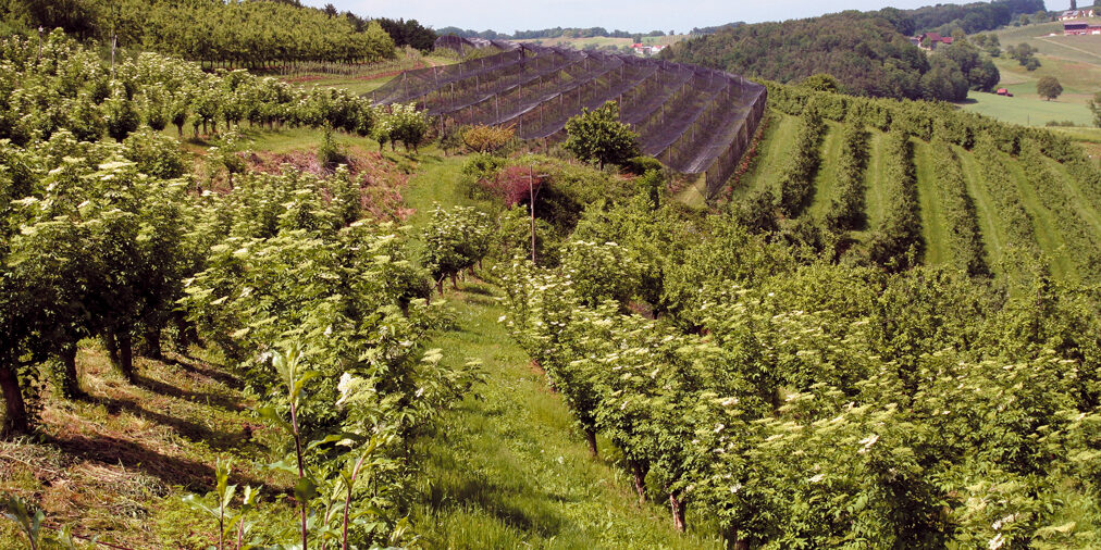 sti-1.jpg Nel cuore verde dell'Austria