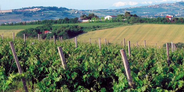 Verdicchio da leccarsi i baffi