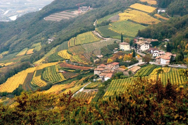 vina-vallagarina4.jpg Il marzemino e la vigna eccellente in Vallagarina