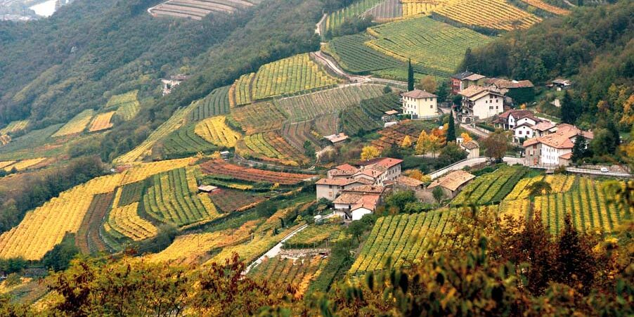  Il marzemino e la vigna eccellente in Vallagarina