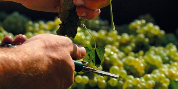 Il vino che verrÃ ...