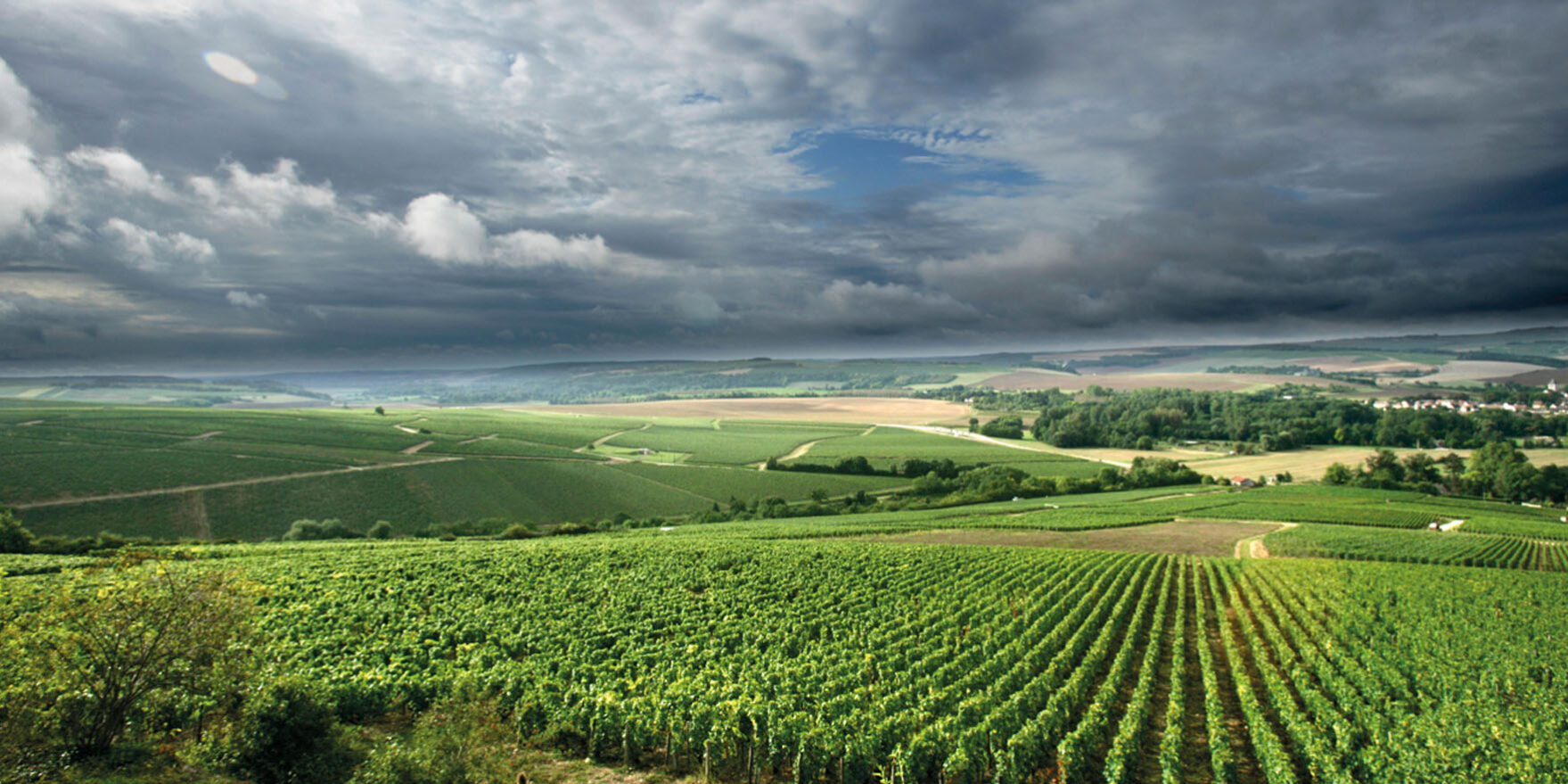 Chablis: si scrive Chablis, si legge Chardonnay