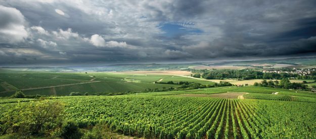 Chablis Chablis: si scrive Chablis, si legge Chardonnay