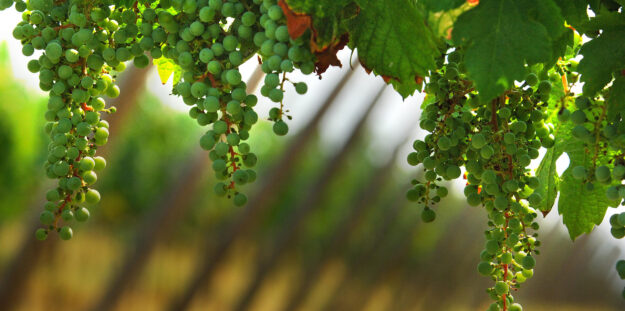 festival-cantina festival-cantina