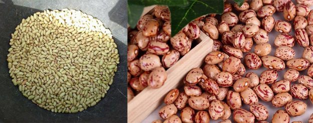 sagra-del-fagiolo-carne