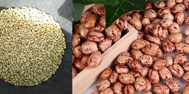 sagra-del-fagiolo-carne