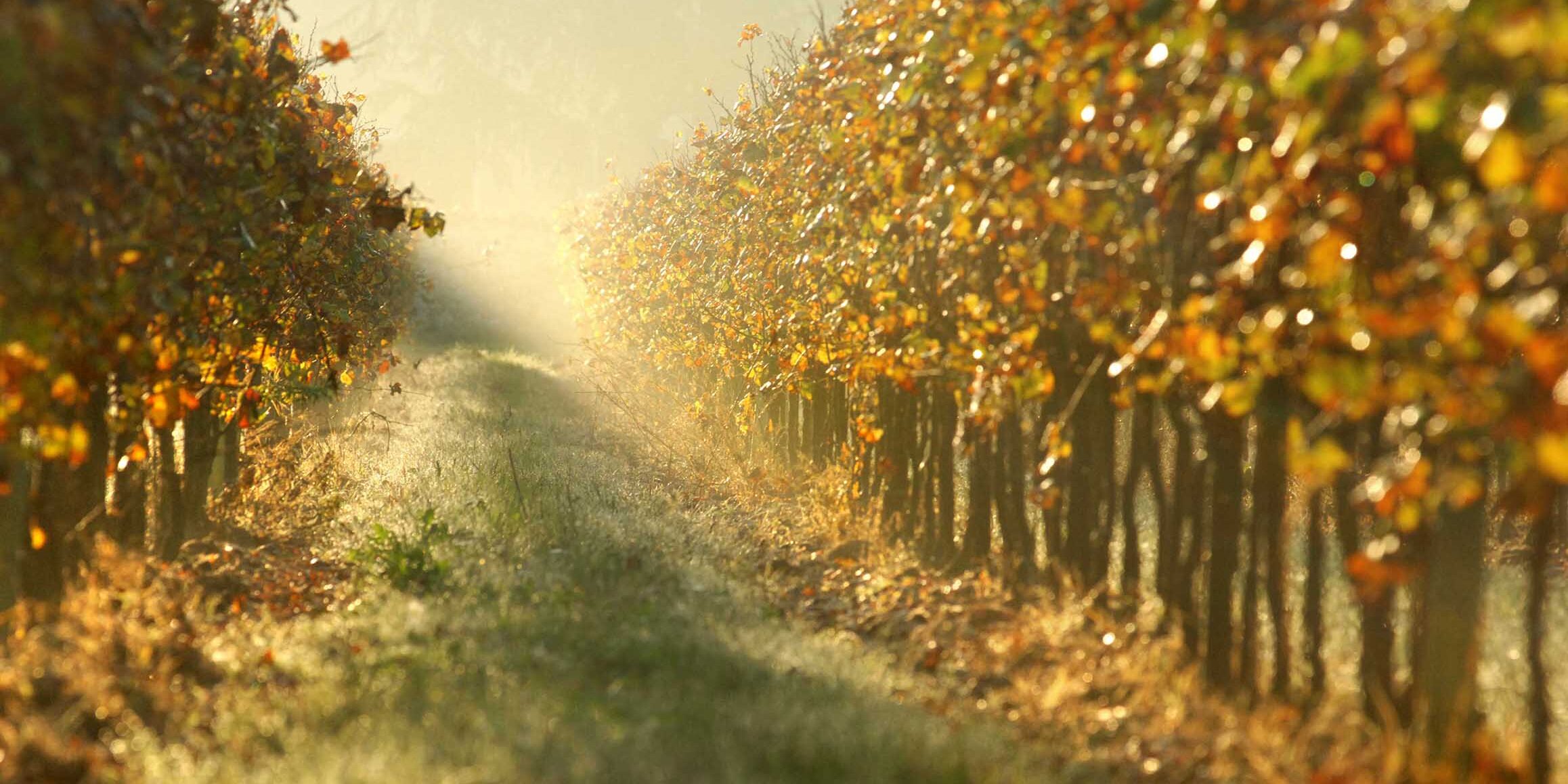 festival-franciacorta-cantina