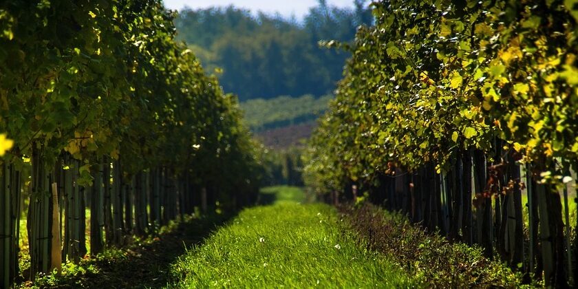 chiaretto-bardolino-nasce-nuova-doc