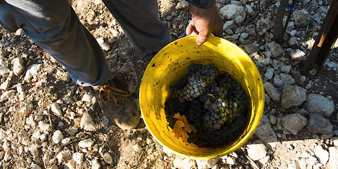 vendemmia-2017-primitivo-manduria