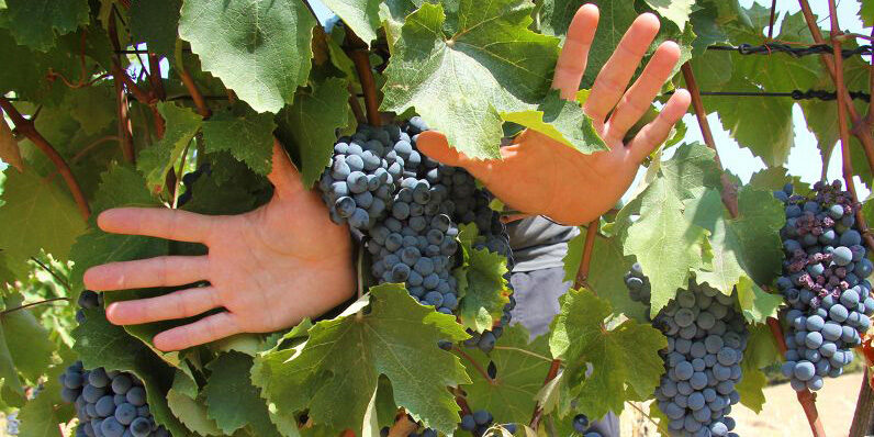 vino-tormentone-web-della-vendemmia vino-tormentone-web-della-vendemmia