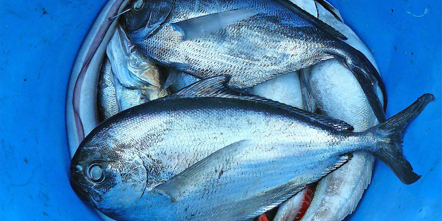 Erich Branchini: corso sul tema del pesce