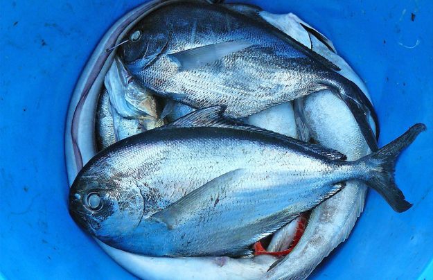 Erich Branchini: corso sul tema del pesce