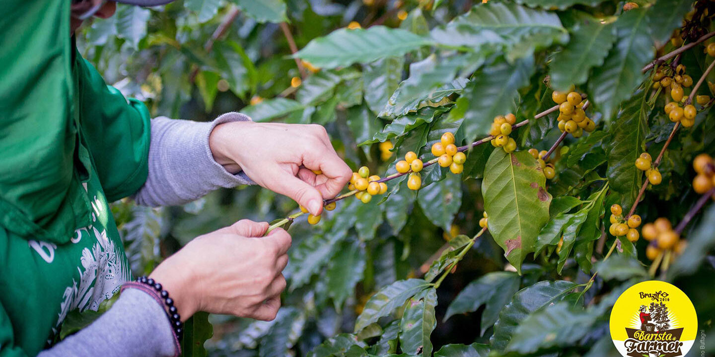 Barista & Farmer Barista & Farmer: a maggio in Colombia