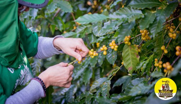 Barista & Farmer Barista & Farmer: a maggio in Colombia