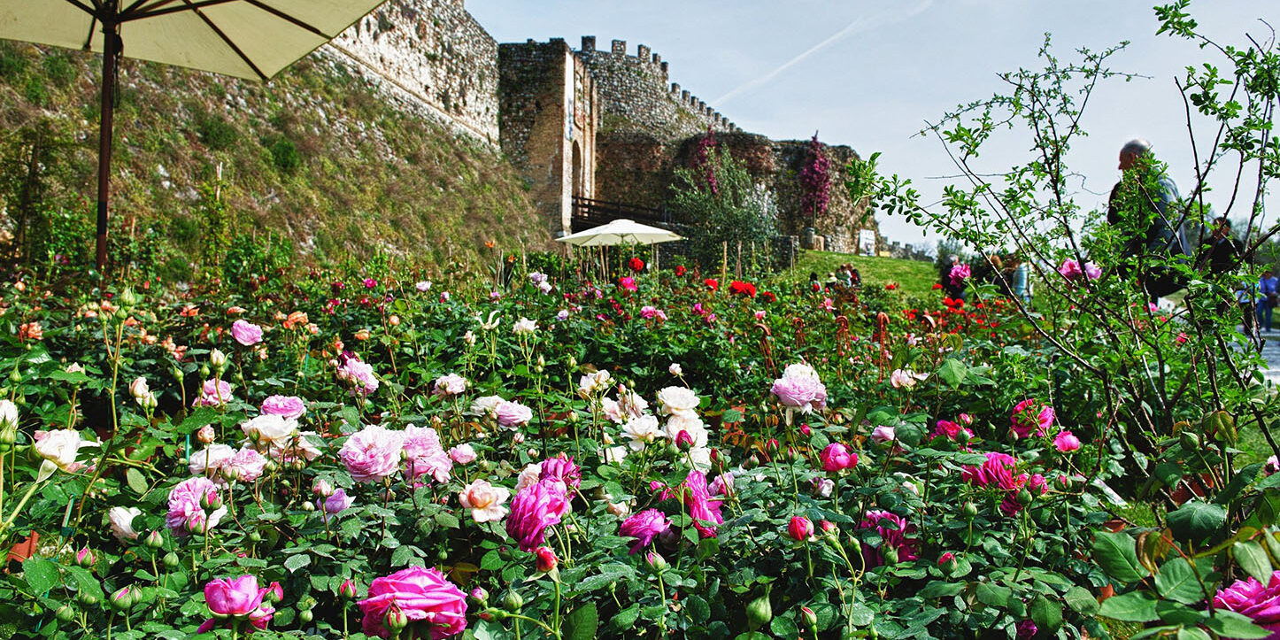 Fiori nella Rocca: XI Edizione