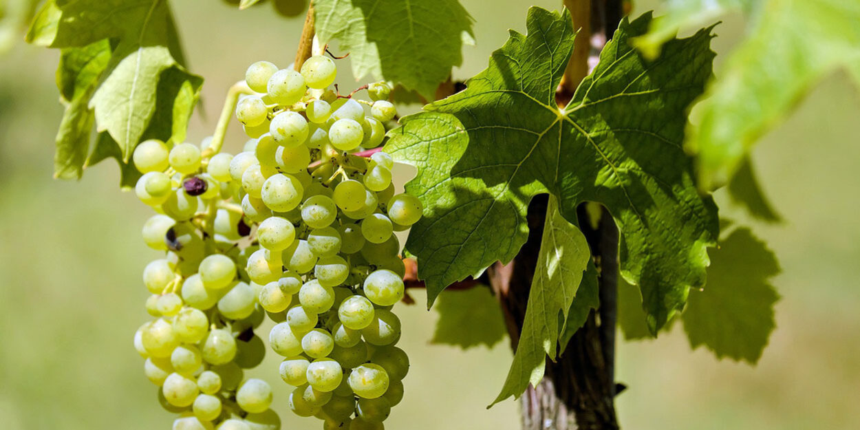 Roero Days: i vini del Roero