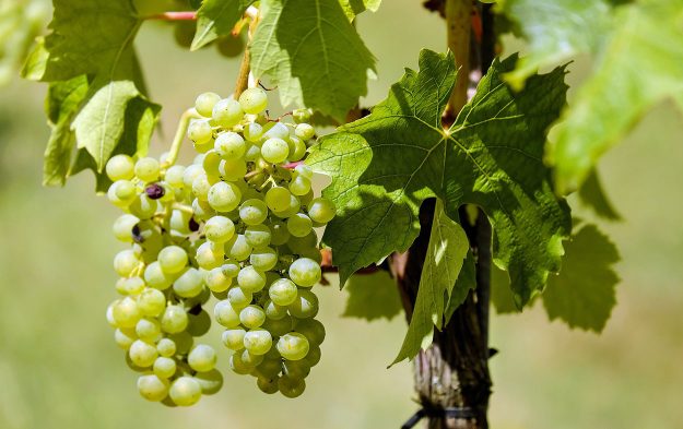 Roero Days: i vini del Roero