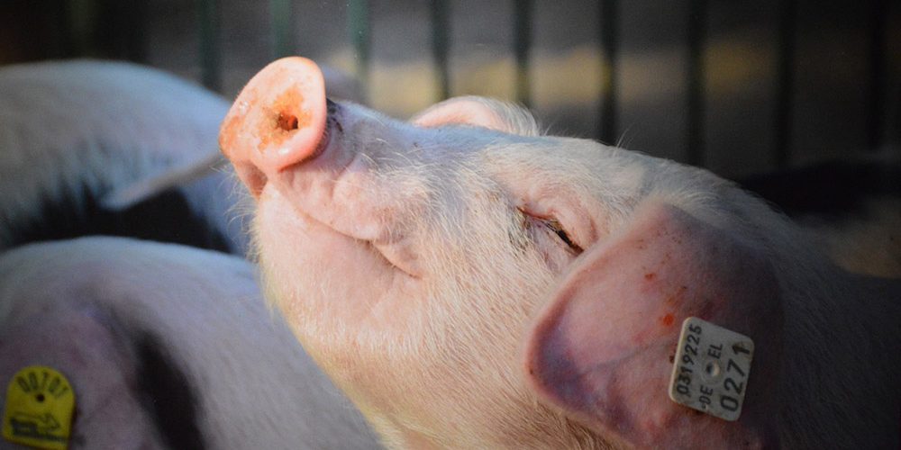Porcelli d'autore Bologna