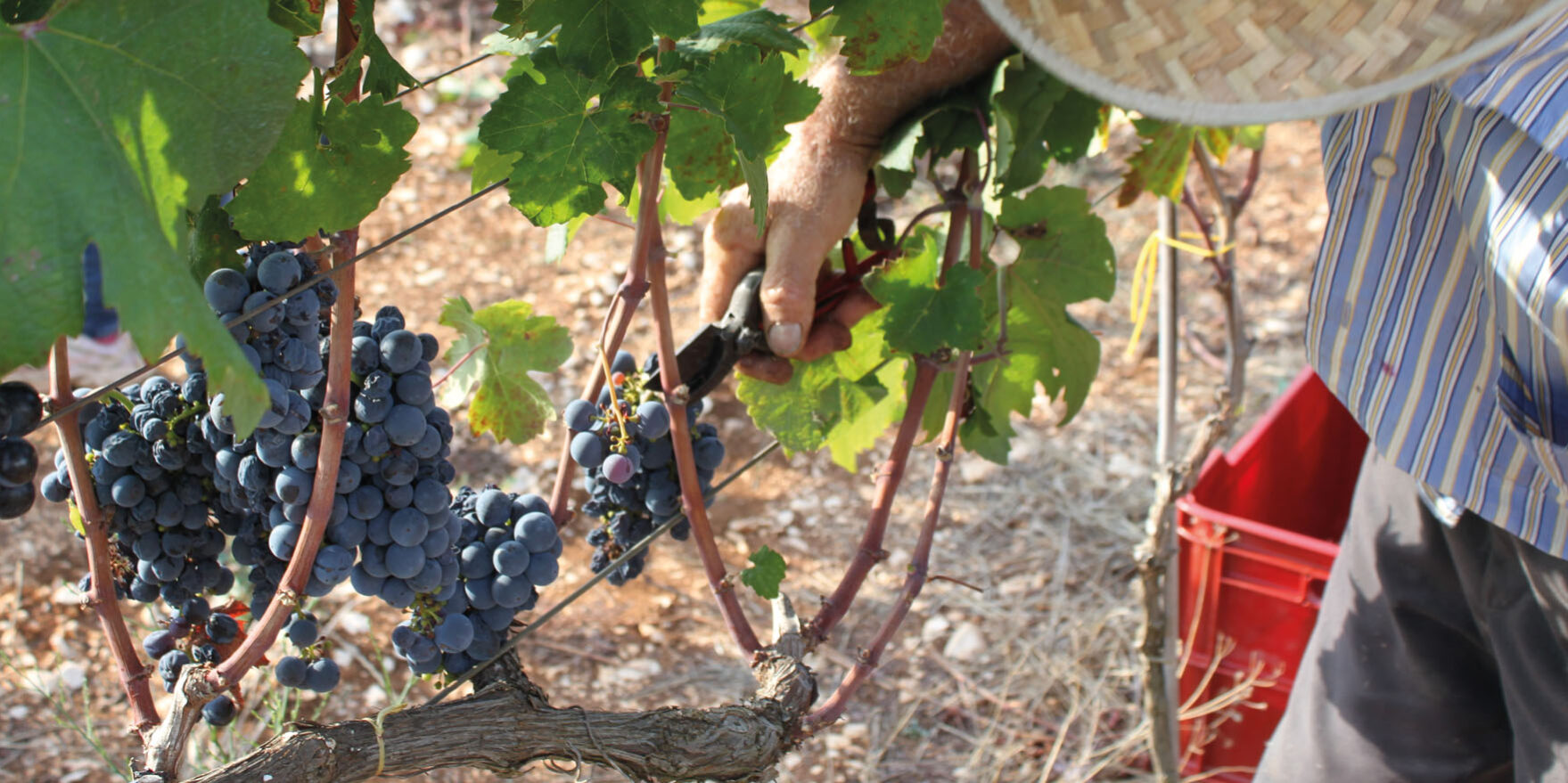 Terre del Primitivo: da Turi a Gioia del Colle