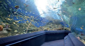thailandia-acquario-underwater-world