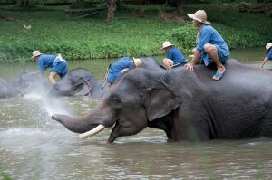 thailandia-elephant-conservation-center
