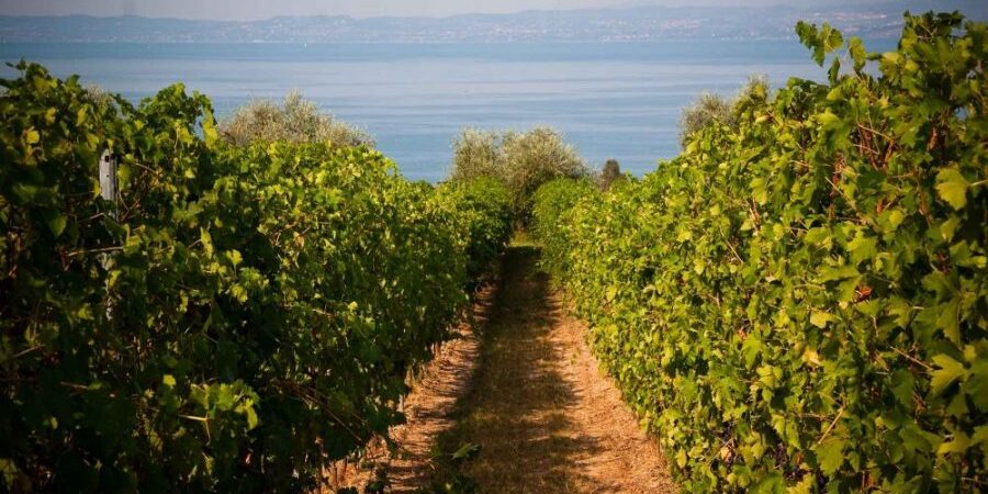 bandi regionali 2023