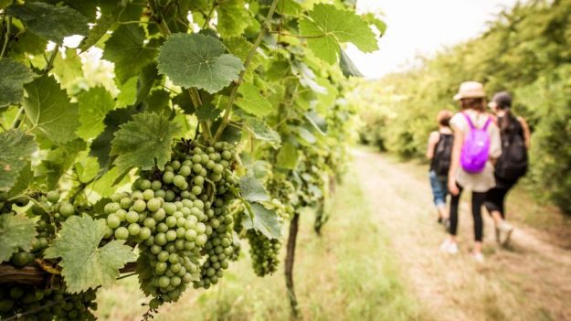 Mangialonga Picena 2018Mangialonga Picena 2018